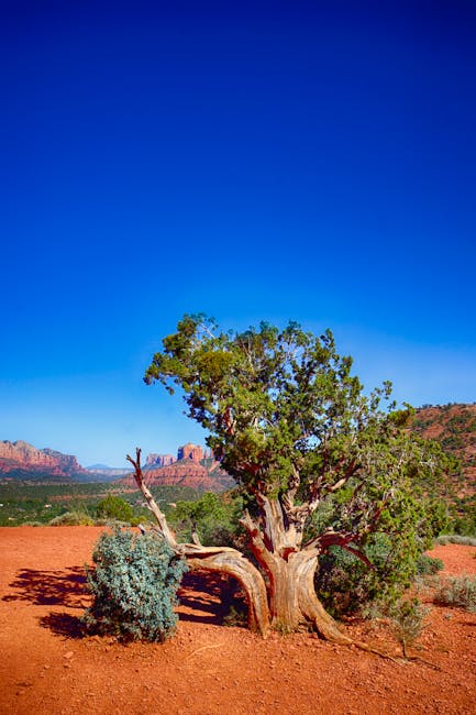 Sedona red rocks and natural landscape